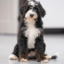 Stacie (socialization level 2 student) - Tri-color female Bernedoodle puppy in Dundee, Ohio from Down Home Doodle