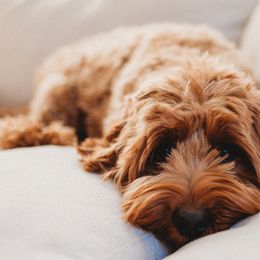 Australian Labradoodles from Honeybee Hills Australian Labradoodles