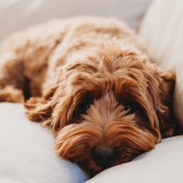 Australian Labradoodles from Honeybee Hills Australian Labradoodles
