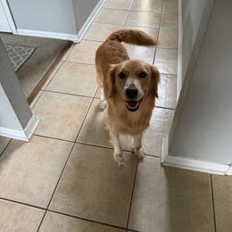 Piper - Golden Retriever