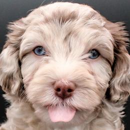 Cavalier King Charles Spaniels, Cavapoos, Havanese, and Havapoos from Grayfinn House