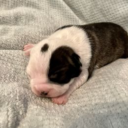 Girl 1 - Boston Terrier puppy in George West, Texas from Duke of Earl’s Boston Terriers