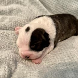Girl 1 - Boston Terrier puppy in George West, Texas from Duke of Earl’s Boston Terriers