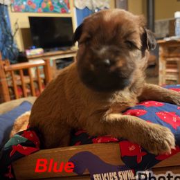 Soft Coated Wheaten Terrier Puppies from Felicias Swheaties