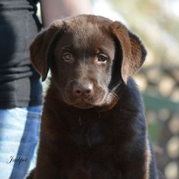 Beagle and Labrador Retriever Puppies from Jackpot Farms