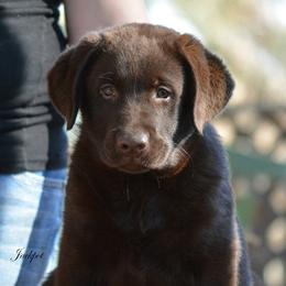 Beagle and Labrador Retriever Puppies from Jackpot Farms