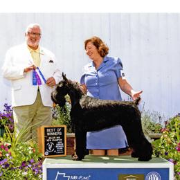 Breeze - Giant Schnauzer