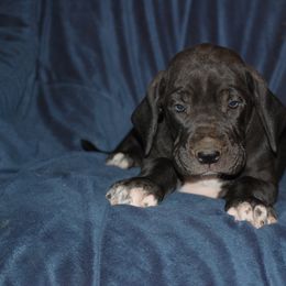 Great Dane and Miniature Schnauzer Puppies from River Valley Great Danes