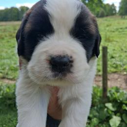 Marietta - Brown and white female Saint Bernard puppy in Kinsman, Ohio from Coleman Saint Bernards of Ohio