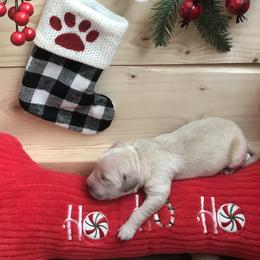 Golden Retriever Puppies from Bennett Goldens