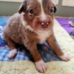 (MERI) America - Red merle female Miniature Australian Shepherd puppy in Dunnellon, Florida from Ever After Mini Aussies