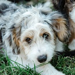 Meeko - male Australian Mountain Doodle puppy in Ellensburg, Washington from MB Livestock