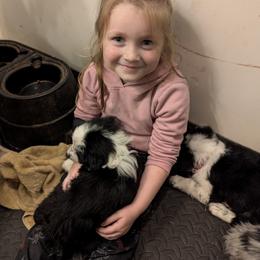 Australian Shepherd and Great Dane Puppies from AEW Farm