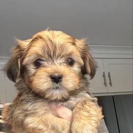 Red Boy - Red male Havanese puppy in Walpole, Massachusetts from Golden Glen Havanese