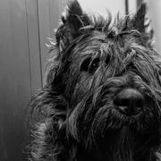 Bouvier des Flandres from Boondock Bouviers
