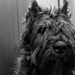 Bouvier des Flandres from Boondock Bouviers