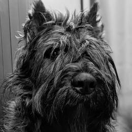 Bouvier des Flandres from Boondock Bouviers