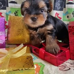 Yorkshire Terrier Puppies from Angela Coleman