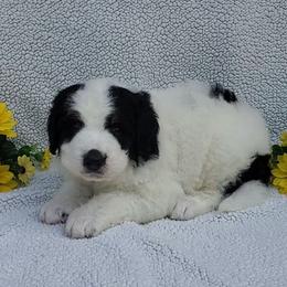 Enzo - Black and white male Bernedoodle puppy in Ball Ground, Georgia from Foothills Family Doodles