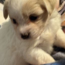 Lucky - Black and white male Coton de Tulear puppy in Florida from Dynasty Cotons of Florida