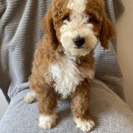 Bernedoodle Puppies from Scarlett Doodles