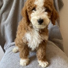 Bernedoodle Puppies from Scarlett Doodles
