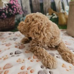 Perk - Apricot male Poodle puppy in Lebanon, Missouri from Leerose Puppies
