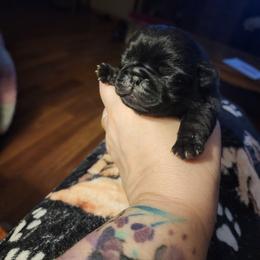 Black girl - Black female Pug puppy in Tacoma, Washington from Precious Princess Pugs