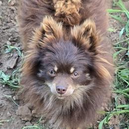 Pomeranians from Alo's Pom's