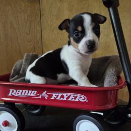 Teddy Roosevelt Terrier puppies from Kim's Teddy Roosevelt Terriers