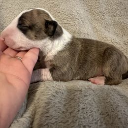 Female 1 - Brindle and white female Bull Terrier puppy in Trussville, Alabama from Alabama Bull Terriers