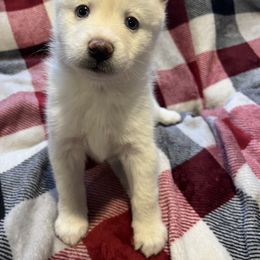 Pomeranian and Pomsky Puppies from Southern Poms of Texas