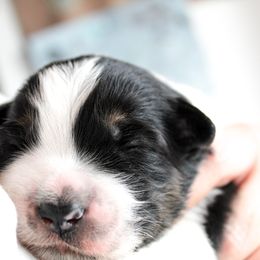 Miniature Australian Shepherd Puppies from Yarborough Kennels