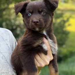 Donkey Kong - Red tri-color male Australian Shepherd puppy in Tyner, Kentucky from Lil’ Town Aussies