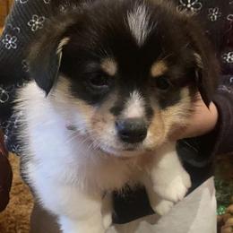 Pembroke Welsh Corgis from Wise Corgis