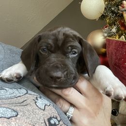 Cash - Black collar - Liver and white male German Shorthaired Pointer puppy in Conroe, Texas from Tipsy Rabbit GSP TopDog Kennel