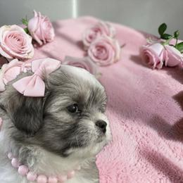 Grace - Silver and white female Shih Tzu puppy in Port Orchard, Washington from Buttons N Bows