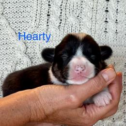 Hearty - Black and tan male Pembroke Welsh Corgi puppy in Creston, Iowa from GSF Pembroke Welsh Corgis