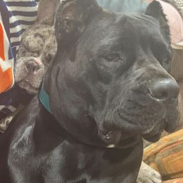 Cane Corso from CS Cane Corso and Frenchies
