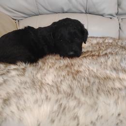 Finn - Black male Labradoodle puppy in Apache Junction, Arizona from Loving Doodle