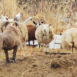 Alapaha Blue Blood Bulldogs from F. F. Fox’SFarm of ALAPAHA BLUE BLOOD BULLDOGS