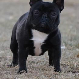 Letty - French Bulldog