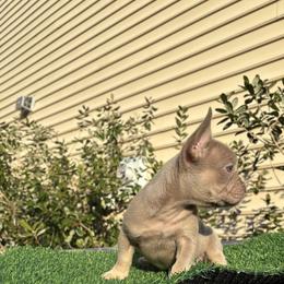 French Bulldog Puppies from Melvin Hodges