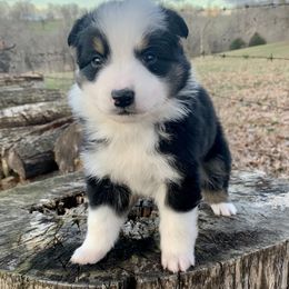 Miniature Australian Shepherd and Toy Australian Shepherd Puppies from Diamond M Toy & Mini Aussies