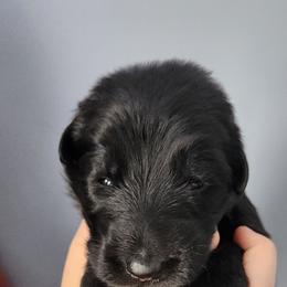 Elliott - Black male German Shepherd puppy in White Cloud, Michigan from Von WestLynn German Shepherds