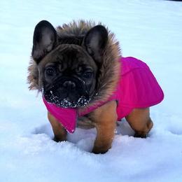 French Bulldog Puppies from Legend French Bulldogs