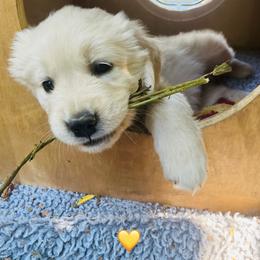 Miss Yellow - Light golden female Golden Retriever puppy in Carmichael, California from Sadie Lane Family Goldens