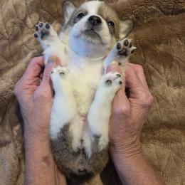 Girl 3 - Sable female Pembroke Welsh Corgi puppy in Collinsville, Mississippi from Lindsey's Lovely Little Corgis