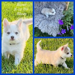 Pomsky Puppies from Pomsky Acres