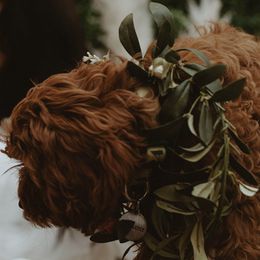 Cavapoos from Pup Fiction Breeders